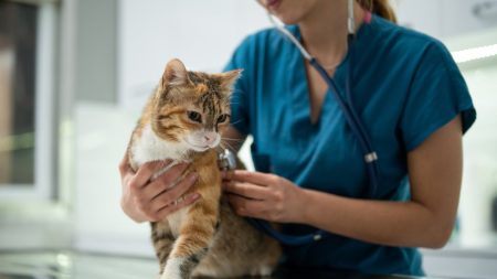 Does Pet Insurance Cover Pre-existing Conditions