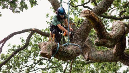 Does Homeowners Insurance Cover Tree Removal?